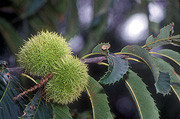 Nut, nuts, Food, chestnut, chestnuts, Castanea sativa, castanea, sativa, chestnut tree, chestnut trees, fruit tree, fruit trees, tree, trees, Agriculture.