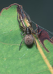 Australia, Arachnid, Arachnids, spider, spiders, Araneae, Arachnida.
