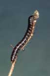 Australia, insect, insects, Arthropod, Arthropods, insecta, millipede, millipedes, diplopoda, arthropod, arthropods, invertebrate, invertebrates.