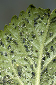 Hibiscus flowers, Nature, Plants, Floral, Garden Flowers, Flowers, Flower Pictures, Hibiscus, Malvaceae, Pictures of Hibiscus.