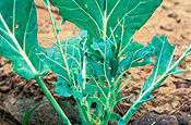 Insect, insects, lepidoptera, butterfly, butterflies, cabbage white caterpillar, cabbage white caterpillars, cabbage white, cabbage white butterfly, cabbage white butterflies, pieris, pieris rapae, pest, pests, plant pest, plant pests, vegetable, vegetables, cabbage, cabbages, caterpillar, caterpillars.