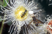 Insect, insects, myrtaceae, Arthropod, Arthropods, insecta, ant, ants, dwarf, dwarfs, dwarves, angophora, angophoras, cordifolia, angophora cordifolia, gum myrtle, gum myrtles, dwarf applegum, dwarf applegums, tree, trees, nectar, spider, spiders, wasp, wasps.