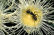 Insect, insects, myrtaceae, Arthropod, Arthropods, insecta, ant, ants, dwarf, dwarfs, dwarves, angophora, angophoras, cordifolia, angophora cordifolia, gum myrtle, gum myrtles, dwarf applegum, dwarf applegums, tree, trees, nectar.