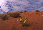 Australia, Australian, Australian desert, Australian deserts, NT, Northern Territory, cloud, clouds, flower, flowers, wildflower, wildflowers, Desert, deserts, desert scenes, simpson, simpson desert, chambers pillar, pillar, pillars, rock, rocks, chamber's pillar, geological formation, geological formations, sandstone, sandstone column, sandstone columns, column, columns, pillar, pillars, outcrop, outcrops, rocky outcrop, rocky outcrops, outback, australian outback, outback australia, sky, skies, blue sky, blue skies.