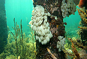 SEA SQUIRT (BOTRYLLOIDES MAGNICOECUM) A SPECTACULAR ASCIDIAN THAT FORMS LARGE COLONIES. THESE ARE GROWING ON A JETTY PYLON IN VERY SHALLOW WATER, WOOL BAY, SOUTH AUSTRALIA (SOUTHERN OCEAN)
