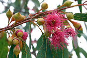 FLOWERING EUCALYPTUS TREE