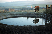 Farming, Farmland, farm, farms, animal, animals, cattle, meat industry, meat trade, cow, cows, livestock, agriculture, grazing, england, pond, ponds.