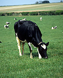 Farming, Farmland, farm, farms, Animal, Animals, Cow, Cows, dairy cow, dairy cows, dairy cattle, cattle, livestock, Friesian, Friesian cow, Friesian cows, Friesian cattle, Holstein Friesian, Holstein Friesian cow, Holstein Friesian cows, Holstein Friesian cattle, rural, grass, rural scene, rural scenes, agriculture, sky, skies, blue sky, blue skies, dairy farm, dairy farms, dairy farming.