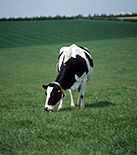 Farming, Farmland, farm, farms, Animal, Animals, Cow, Cows, dairy cow, dairy cows, dairy cattle, cattle, livestock, Friesian, Friesian cow, Friesian cows, Friesian cattle, Holstein Friesian, Holstein Friesian cow, Holstein Friesian cows, Holstein Friesian cattle, rural, grass, rural scene, rural scenes, agriculture, sky, skies, blue sky, blue skies, dairy farm, dairy farms, dairy farming.