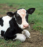 Farming, Farmland, farm, farms, Animal, Animals, Cow, Cows, dairy cow, dairy cows, dairy cattle, cattle, calf, calfs, baby animal, baby animals, young animal, young animals, livestock, Friesian, Friesian cow, Friesian cows, Friesian cattle, Holstein Friesian, Holstein Friesian cow, Holstein Friesian cows, Holstein Friesian cattle, rural, grass, rural scene, rural scenes, agriculture, sky, skies, blue sky, blue skies, dairy farm, dairy farms, dairy farming.