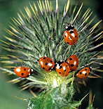 Insect, insects, ladybird, ladybirds, Beetle, Beetles, seven spot ladybird, seven spot ladybirds.