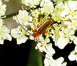 Insect, insects, beetle, beetles, longhorn, longhorn beetle, longhorn beetles, long horn, long horn beetle, long horn beetles, pnymatoides, testaceus, pnymatoides testaceus.
