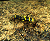 Insect, insects, beetle, beetles, wasp, wasp beetle, wasp beetles, clytus, arietus, clytus arietus.