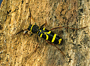 Insect, insects, beetle, beetles, wasp, wasp beetle, wasp beetles, clytus, arietus, clytus arietus.