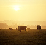 Farming, Farmland, farm, farms, animal, animals, cattle, meat industry, meat trade, cow, cows, livestock, agriculture, grazing, england, hereford, herefords.