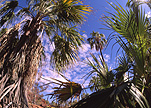 Australia, NT, Northern Territory, outback, australian outback, outback australia, palm valley, palm, palms, palm tree, palm trees, livistona.