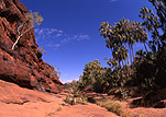 Australia, NT, Northern Territory, Palm Valley, cliff, cliffs, palm, palms, palm tree, palm trees, outback, australian outback, outback australia, livistona.