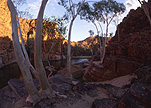 Australia, Outback, nt, northern territory, tree, trees, australian outback, outback australia, gorge, gorges, Trephina, Trephina Gorge, cliff, cliffs.