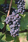 Food, Fruit, Grape, grapes, bunch of grapes, bunches of grapes, vineyard, vineyards, agriculture, pinot, noir, pinot noir, vitis, vinifera, vitis vinifera, champagne, franch, french.