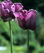 TULIPS 'BLACK PARROT'