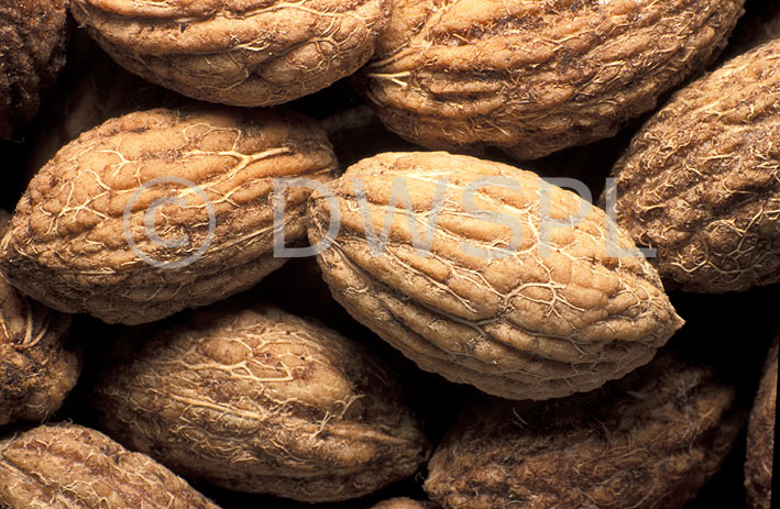 stock photo image: Vegetable, vegetables, olive, olives, harvested, olea europaea, olea, europaea, oleaceae, seed, seeds, olive seed, olive seeds.