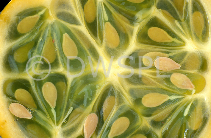 stock photo image: Vegetable, vegetables, cucumber, cucumbers, african, horned, african horned cucumber, african horned cucumbers, cucumis, cucumis metuliferus, metuliferus, hand, hands, african horned melon, african horned melons, melon, melons, seed, seeds.