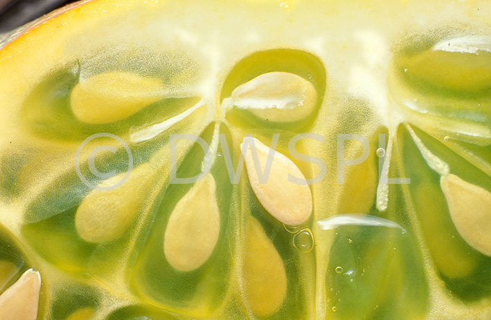 stock photo image: Vegetable, vegetables, cucumber, cucumbers, african, horned, african horned cucumber, african horned cucumbers, cucumis, cucumis metuliferus, metuliferus, hand, hands, african horned melon, african horned melons, melon, melons, seed, seeds.