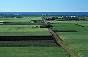 Farming, Farmland, farm, farms, Australia, Qld, Queensland, sugar, sugar cane, sugar cane field, sugar cane fields, rural, rural scene, rural scenes, bagara.