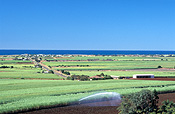 Farming, Farmland, farm, farms, Australia, Qld, Queensland, sugar, sugar cane, sugar cane field, sugar cane fields, rural, rural scene, rural scenes, bagara.