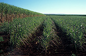 Farming, Farmland, farm, farms, Australia, Qld, Queensland, sugar, sugar cane, sugar cane field, sugar cane fields, rural, rural scene, rural scenes, bundaberg.