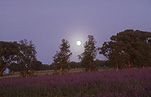 Moon, moons, the moon, circle, circles, moonrise, moonrises, sky, skies, sky scene, sky scenes, planet, planets, terrestrial planet, terrestrial planets, northam, WA, Western Australia, mood, mood scene, mood scenes, rural, rural scene, rural scenes, tree, trees.
