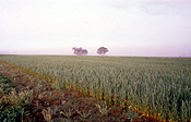 Farming, Farmland, farm, farms, Agriculture, rural, rural scene, rural scenes, crop, crops, wheat, wheat crop, wheat crops, wheat field, wheat fields, northam, australia, western australia, wa.