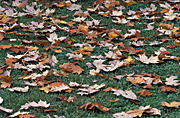 Lawn, lawns, autumn, autumn scene, autumn scenes, leaf, leaves.