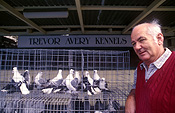 Australia, people, man, men, male, males, old man, old men, old people, elderly, elderly people, elderly man, elderly men, old, elderly, aged, aged people, bird, birds, pigeon, pigeons, cage, cages, caged, caged animal, caged animals.