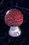 Fungus, fungi, agaric, fly agaric, amanita, muscaria, amanita muscaria, toadstool, toadstools, poisonous, mt wilson, mount wilson.