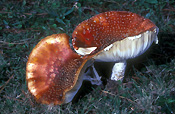 Fungus, fungi, agaric, fly agaric, amanita, muscaria, amanita muscaria, toadstool, toadstools, poisonous, mt wilson, mount wilson.