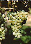 Food, Fruit, Grape, Grapes, bunch of grapes, bunches of grapes, vineyard, vineyards, agriculture, australia.