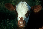Farming, Farmland, farm, farms, Cow, cows, animal, animals, cattle, meat industry, meat trade, livestock, agriculture, baby animal, baby animals, young animal, young animals, rural, rural scene, rural scenes.