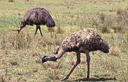 Australia, sa, south australia, flinders ranges, flinders, range, ranges, flinders, range, ranges, flinders ranges np, flinders ranges national park, national park, national parks, bird, birds, emu, emus.