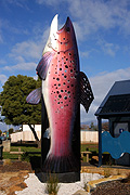 Australia, tas, tassie, tasmania, trout, fish, fishes, big thing, big things, cressy.