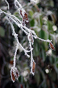 Australia, tas, tassie, tasmania, frost, winter, cold, vegetation, bush, bushes, seed, seeds, pod, pods.