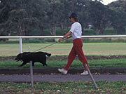 Australia, New South Wales, sydney, park, parks, centennial, centennial park, people, dog, dogs, domestic, domestic dog, domestic dogs.