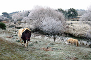 Australia, tas, tassie, tasmania, frost, winter, cold, animal, animals, horse, horses, pony, ponies, tunbridge, blackman, blackman river, river, rivers.