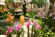 Flower, flowers, orchid, orchids, singapore, singapore orchid, singapore orchids, airport, airports, singapore airport, changi, changi airport, pond, ponds, garden pond, garden ponds, waterfeature, waterfeatures.