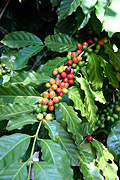 Agriculture, coffee, coffee bean, coffee beans, coffee plantation, coffee plantations, coffee growing, coffee berry, coffee berries, coffee plant, coffee plants, berry, berries.