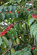 Agriculture, coffee, coffee bean, coffee beans, coffee plantation, coffee plantations, coffee growing, coffee berry, coffee berries, coffee plant, coffee plants, berry, berries.