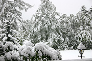Europe, Switzerland, Swiss, mountain, mountains, alp, alps, swiss alps, snow, snow scene, snow scenes, winter, cold, tree, trees, christmas tree, christmas trees.