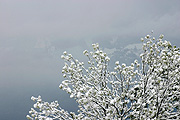 Europe, Switzerland, Swiss, mountain, mountains, alp, alps, swiss alps, snow, snow scene, snow scenes, winter, cold, tree, trees.