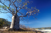 BOAB TREE (ADANSONIA) SHEEP ISLAND, CAMDEN HARBOUR, KIMBERLEYS, WESTERN AUSTRALIA