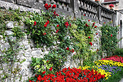 Europe, Italy, italian, Como, Lake, Lake como, lake, lakes, varenna, villa, villas, villa monastero, monastero, garden, gardens, italian garden, italian gardens, rose, roses, rosa, wall, walls, garden wall, garden walls, salvia, salvias.